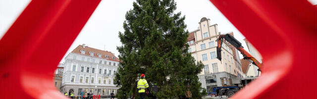 На Ратушной площади Таллинна установили рождественскую ель