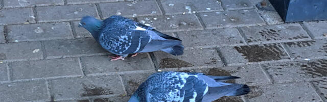 ÄRA UNUSTA PÜHAPÄEVAL LIITUDA KÕIGE LINNULIIGIRIKKAMA LINNA VÄLJASELGITAMISEGA
