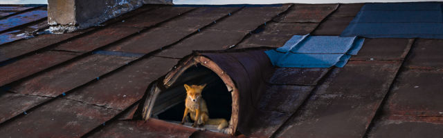 Fotolugu: 21. sajandi rebane elab ühes Tallinna kallimas rajoonis katusekorteris