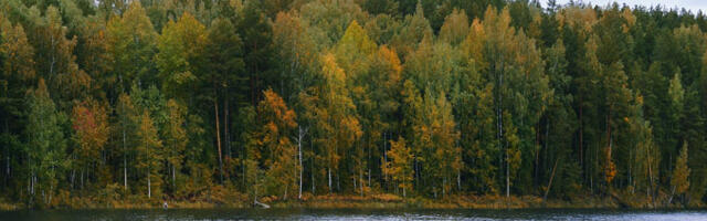 Bill Gates rahastab programmi, mille eesmärk on kliimamuutuste pidurdamiseks puid raiuda ja need maha matta