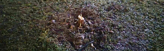 Püssist varastati linna jõulukuusk