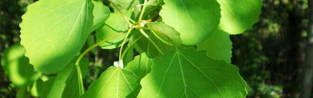 Hübriidhaavikus kasvab pärismetsa rohttaimi vähe, samblikke palju