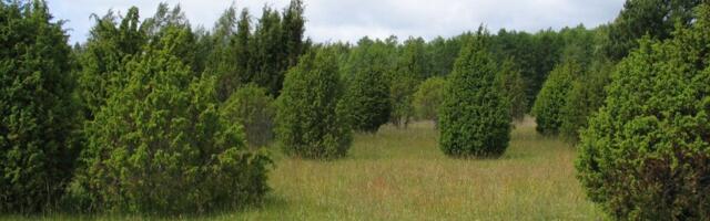 Metsakaitsjad vaidlustasid raieload Natura aladel