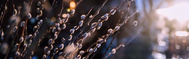 Emakeelepäev toob kuni kaheksa soojakraadi