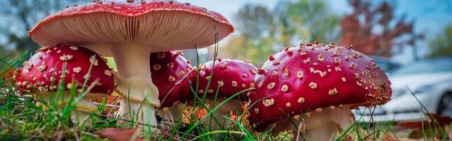 PTA hoiatab: Facebookis müüakse punast kärbseseent sisaldavat šokolaadi