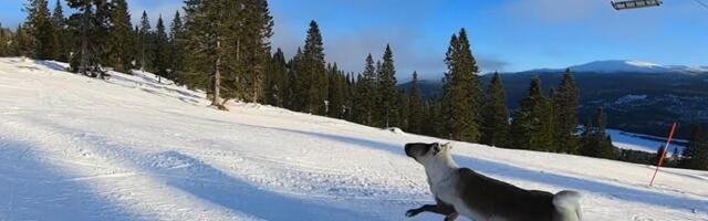 VIDEO | Napikas! Eestlased oleksid suusareisil suurel kiirusel põdrakarjaga kokku põrganud