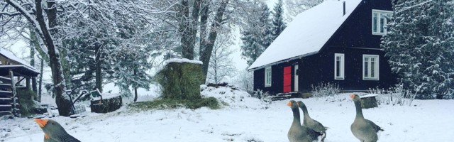 Mart Kase: lihtne ja tagasihoidlik detsember