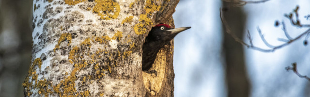PESITSUSRAHU SEADUSTAMIST NÕUAVAD 5505 INIMEST JA 47 ORGANISATSIOONI