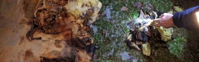 Võru arestikambris süüdati madrats, vingu tõttu evakueeriti seitse inimest