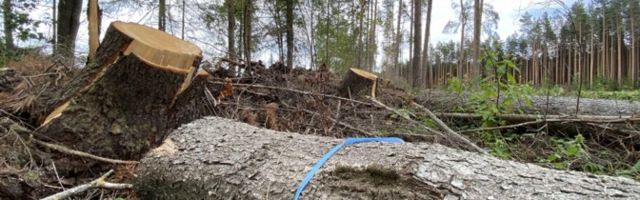 Kagu-Eesti ristimetsad on hävimisohus