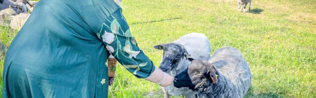 Üksväravad tulid juurte juurde tagasi