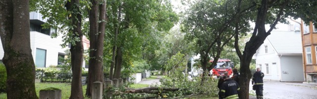 Rajutuul on murdnud Kadriorus mitu puud