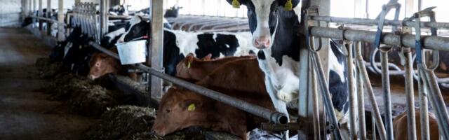 Veiste tervisenäitajad paranevad tulevikus veelgi