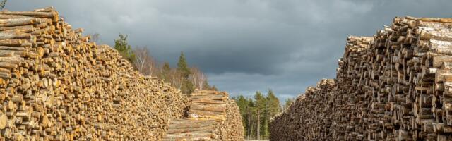 Palgi hind tõuseb, küttepuu oma langeb