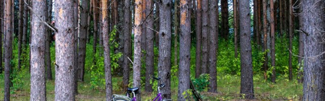 Jahimees tappis Soome rahvuspargis kogemata ratturi