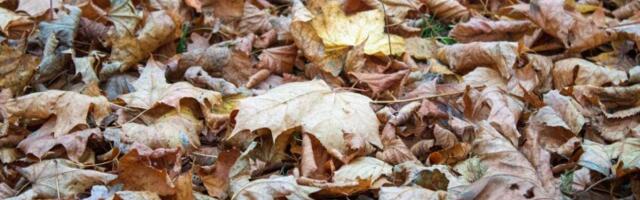 Langenud puulehti ei tarvitse kõikjalt koristada