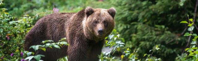 В Нарве на Ореховой горке замечен медведь