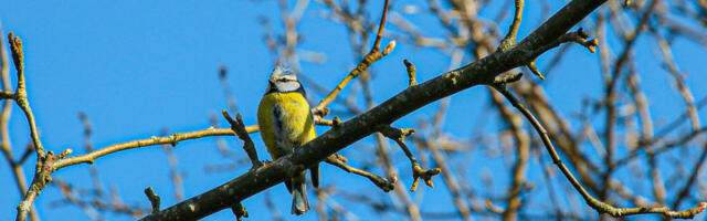 Riigikohus: linnurikkas metsas raierahu jõustamiseks ei pea linde loendama