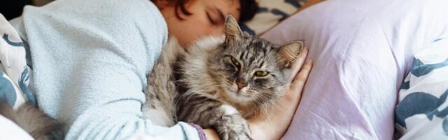 Inimesed, kes lasevad oma kassil endaga voodis magada, kogevad tavaliselt 5 teaduslikult tõestatud eelist