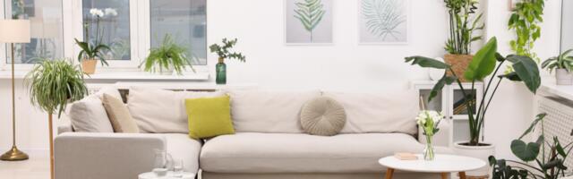 Feng Shui järgi toovad just need 7 toataime 2026. aastal koju õnne, raha ja head energiat