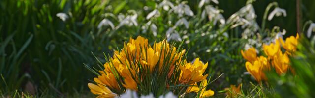 Kevadine pööripäev ja Merkuuri pööre toovad muutuse – vaata, mida toob uus nädal sinu tähemärgile