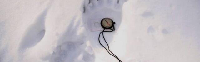 Bianca Mikovitš: Aitäh sulle, karu! (Või „karu“)