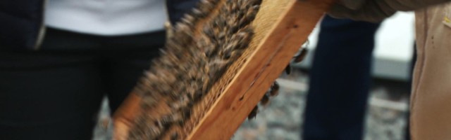 Reporter: Tartu kesklinna hotelli katusel sumiseb kaks mesitaru