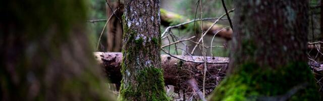 Erametsaliit: see on vaid Natura probleemi kosmeetiline lappimine
