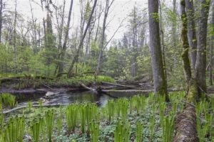 Mille peaks rohelepe metsade heaks tagama?