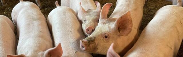 Riik plaanib Eesti seakasvatust taastada väiksemate farmide loomisega