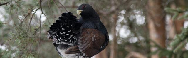 RMK looduskaitseosakond asub seirama võimalikke uusi metsise mängupaiku