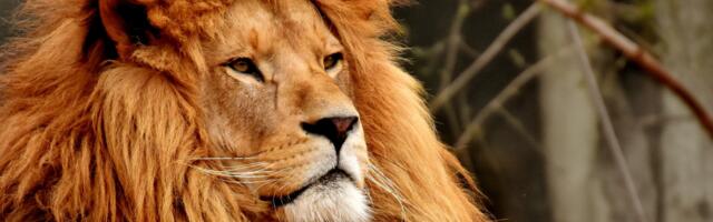 4 sodiaagimärki, kellega ei tasu tüli norida – nende sisemine jõud üllatab sind