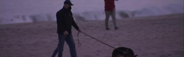 Reporter: Esileedi ja president viisid uue pereliikme randa jalutama