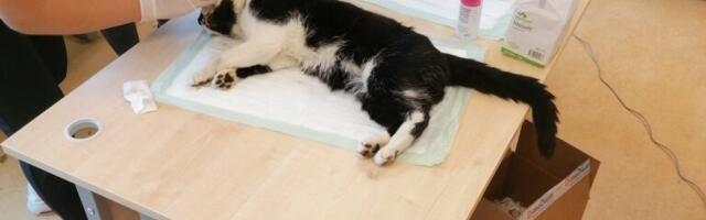 Selgusid aasta loomasõbraliku ja -vaenuliku teo hääletuse tulemused