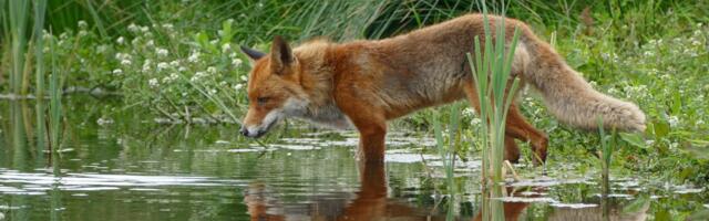 Algab sügisene metsloomade marutaudivastane vaktsineerimine
