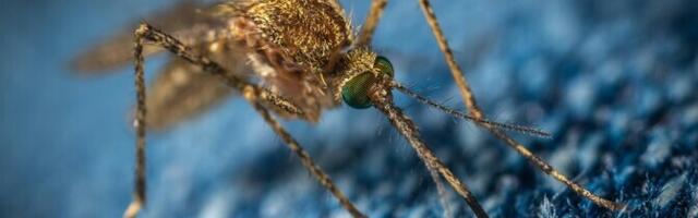 Uuring: sääsed hakkasid inimverd himustama ligi kahe miljoni aasta eest