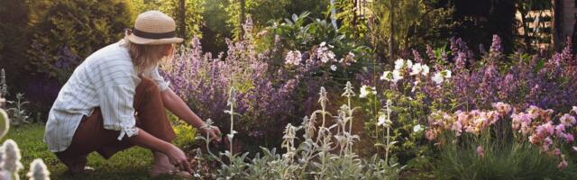 Seemnepalavik, FOMO ja miljon kõrvitsat: kuidas teha nii, et aiandus pakuks rõõmu, mitte stressi