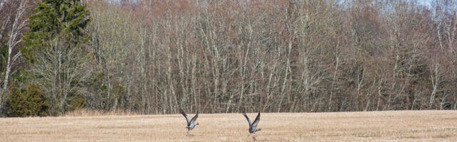 Ilm ja isiksused muudavad sookurgede rännet