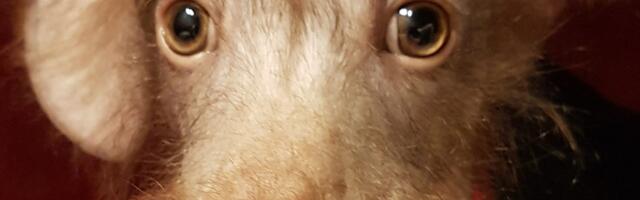 Kuidas õnnetust kutsikast sai armastatud pereliige ja koer-kuulsus