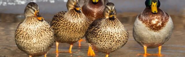 Rahvusvaheline kesktalvine veelinnuloendus – 60 juubeliaasta