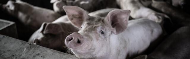 Sigade Aafrika katku ennetamise investeeringuteks taotleb toetust 19 tootjat