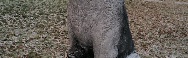 Tallinn Monument to Strays Garners Worldwide Attention - Riina MÄRKMIK