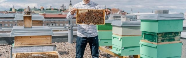 LHV peab pangahoone katusel 300 000 mesilast