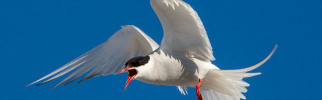Kümned tuhanded kilomeetrid aastas: uued ränderekordid randtiirult