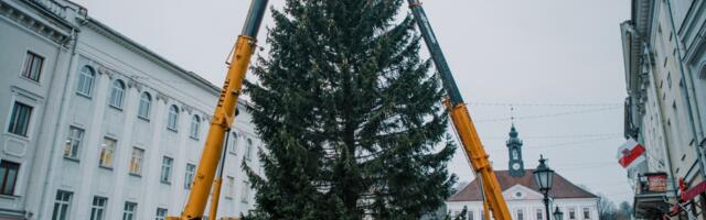 Tartu jõulukuusk jõuab raekoja platsile teisipäeval