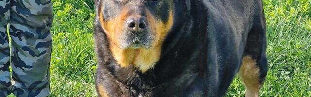 JÕULUKUUL KOJU | Päästetud koerapoiss, kes on taibukas ja suur inimestesse kiinduja