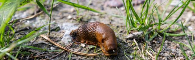 PTA: osta teotõrje- ja taimekaitsevahendeid ainult kontrollitud pakkujatelt