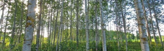 Hübriidhaava istandikes suureneb mulla süsiniku sisaldus