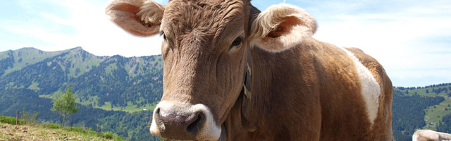 Bill Gates: kõik rikkad riigid peaksid sööma sünteetilist liha