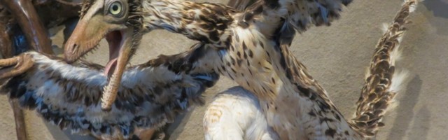 Üks sulg sillutas tee 26 miljardile kanale – miks mõnel saurusel üldse suled olid?